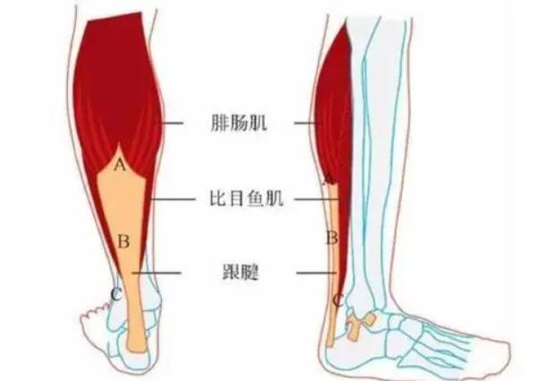 小腿神經(jīng)阻斷.jpg