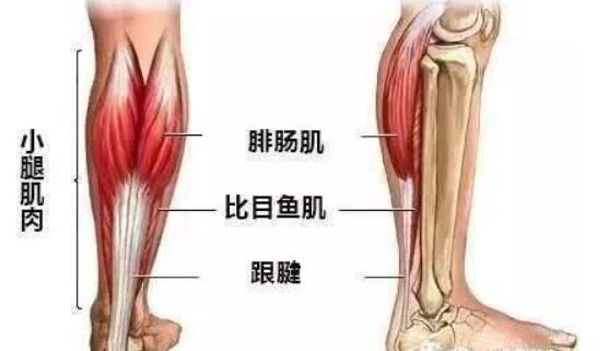 小腿神經(jīng)阻斷01.jpg